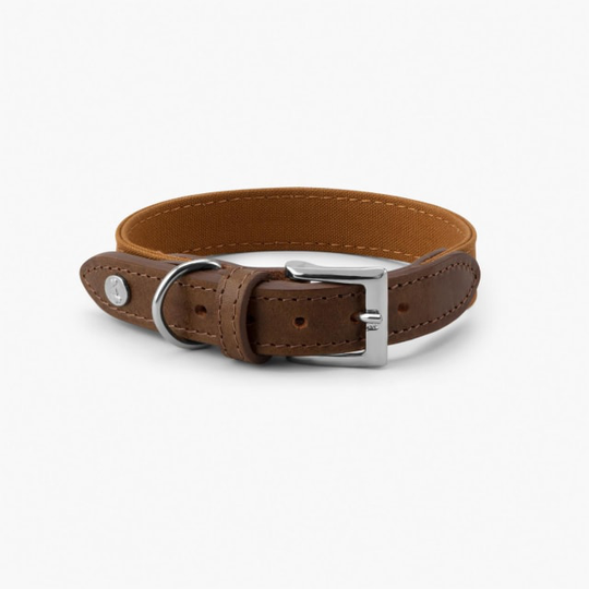 Hundhalsband Signature Brun & Senapsgul - Denjo Dogs