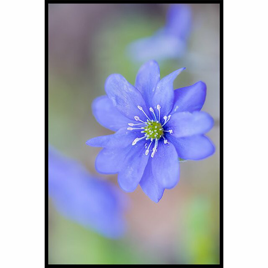 Blue Anemone Poster