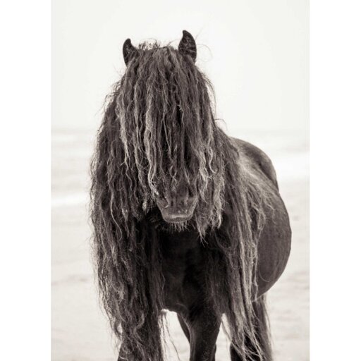 Black wild horse Poster